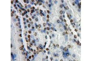 Used in DAB staining on fromalin fixed paraffin-embedded kidney tissue