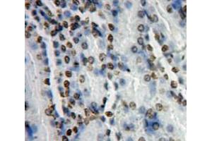Used in DAB staining on fromalin fixed paraffin-embedded kidney tissue (AFT7 anticorps  (AA 234-436))