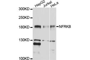 Western blot analysis of extracts of various cell lines, using NFRKB antibody (ABIN4904530) at 1:1000 dilution. (NFRKB anticorps)