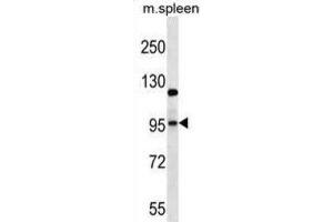 Western Blotting (WB) image for anti-Glutamate Receptor, Ionotropic, AMPA 4 (GRIA4) antibody (ABIN2997039)