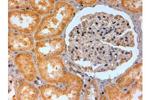 ABIN2560947 (2µg/ml) staining of paraffin embedded Human Kidney. (Adenosine A2b Receptor anticorps  (C-Term))