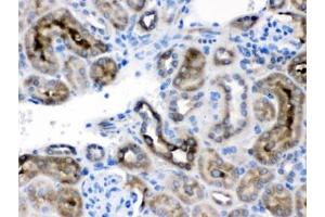 IHC testing of FFPE mouse kidney with TCP1 delta antibody. (CCT4 anticorps)