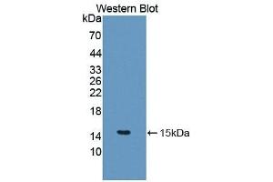 Detection of Recombinant IL5, Canine using Polyclonal Antibody to Interleukin 5 (IL5) (IL-5 anticorps  (AA 20-134))