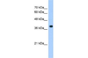 WB Suggested Anti-FNTA Antibody Titration:  1.