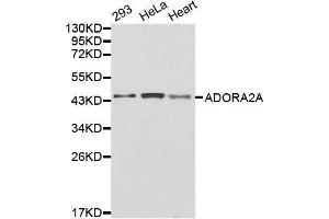 Western blot analysis of extracts of various cell lines, using ADORA2A antibody. (Adenosine A2a Receptor anticorps  (AA 100-200))