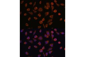 Immunofluorescence analysis of L929 cells using NDUF antibody (ABIN7268806) at dilution of 1:100.