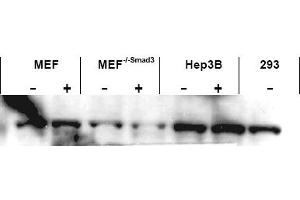 Image no. 1 for anti-SMAD, Mothers Against DPP Homolog 3 (SMAD3) (AA 417-425), (C-Term) antibody (ABIN401333)