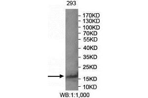 Western blot analysis of 293 cell lysate using FAM72A antibody. (FAM72A anticorps  (AA 2-148))