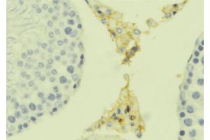 ABIN6279319 at 1/100 staining Mouse testis tissue by IHC-P. (C1QTNF8 anticorps)