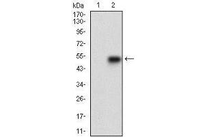Western blot analysis using SMCP mAb against HEK293 (1) and SMCP (AA: 1-116)-hIgGFc transfected HEK293 (2) cell lysate. (SMCP anticorps  (AA 1-116))