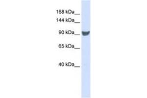 Image no. 1 for anti-Exportin 1 (XPO1) (C-Term) antibody (ABIN6742980) (XPO1 anticorps  (C-Term))