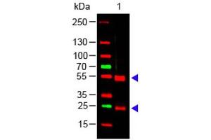 Western Blot of Rabbit anti-Swine IgG (H&L) Antibody Lane 1: Swine IgG Load: 100 ng per lane Primary antibody: Swine IgG (H&L) Antibody at 1:1000 for overnight at 4°C Secondary antibody: 649 goat anti-rabbit at 1:20,000 for 30 min at RT Block: ABIN925618 for 30 min at RT Predicted/Observed size: 55 and 28 kDa, 55 and 28 kDa (Lapin anti-Porc IgG (Heavy & Light Chain) Anticorps)