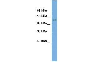 WB Suggested Anti-SEC23IP Antibody Titration: 0.