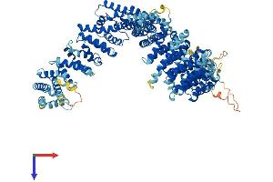AlphaFold protein structure predicition of Human Recombinant NCAPG2 Protein, UniprotID Q86XI2