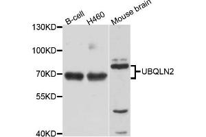 Western blot analysis of extract of various cells, using UBQLN2 antibody. (Ubiquilin 2 anticorps)