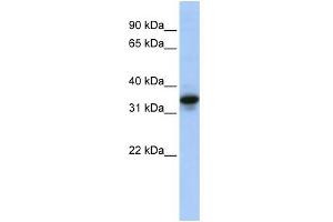 WB Suggested Anti-MUC3B Antibody Titration: 0. (MUC3B anticorps  (N-Term))