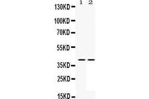 Western Blotting (WB) image for anti-Mitogen-Activated Protein Kinase Kinase 3 (MAP2K3) (AA 311-347), (C-Term) antibody (ABIN3043874) (MAP2K3 anticorps  (C-Term))