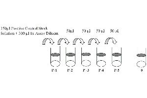 This picture shows the preparation of the positive control. (EGFR Kit ELISA)
