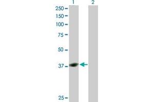 Western Blot analysis of YY1 expression in transfected 293T cell line by YY1 MaxPab polyclonal antibody. (YY1 anticorps  (AA 1-414))
