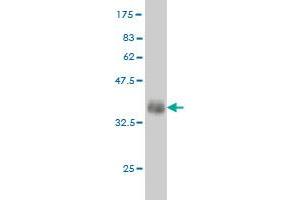 Western Blot detection against Immunogen (35. (Fgr anticorps  (AA 1-90))