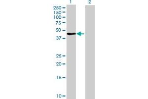 Western Blot analysis of FBXL8 expression in transfected 293T cell line by FBXL8 MaxPab polyclonal antibody.