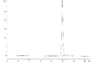 The purity of Biotinylated Human IL-1 Beta is greater than 95 % as determined by SEC-HPLC.