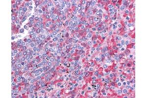 anti-SRY (Sex Determining Region Y)-Box 2 (SOX2) (N-Term) antibody