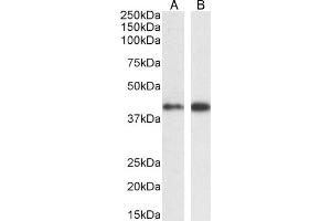 ABIN185399 (1 μg/mL) staining of A431 (A) and (0.