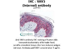 Image no. 1 for anti-Vav 3 Oncogene (VAV3) (Internal Region) antibody (ABIN1740680) (VAV3 anticorps  (Internal Region))