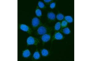 IF analysis of PMPCB using anti-PMPCB antibody (ABIN7600757). (PMPCB anticorps  (AA 23-479))