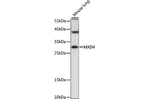 Western blot analysis of extracts of mouse lung, using MXD4 antibody (ABIN7268430) at 1:1000 dilution. (MXD4 anticorps  (AA 110-209))