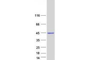 NDRG Family Member 2 (NDRG2) (Transcript Variant 4) protein (Myc-DYKDDDDK Tag)
