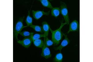 IF analysis of LI Cadherin/CDH17 using anti-LI Cadherin/CDH17 antibody (ABIN7600855). (LI Cadherin anticorps  (AA 24-695))