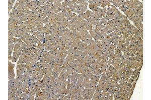 ABIN6259281 and ABIN6275534 at 1/100 staining rat heart tissue by IHC-P. (PLK2 anticorps  (Internal Region))