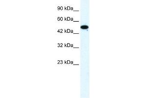 FLJ31875 antibody (20R-1120) used at 0. (ZNF778 anticorps  (Middle Region))