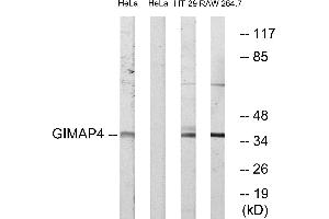 Western blot analysis of extracts from HeLa cells, HT-29 cells and RAW264. (GIMAP4 anticorps  (Internal Region))