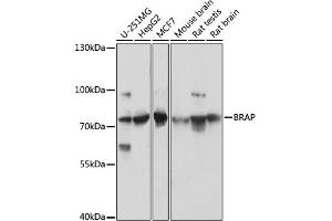 Western blot analysis of extracts of various cell lines, using BRAP antibody (ABIN7265922) at 1:3000 dilution. (BRAP anticorps  (AA 1-200))