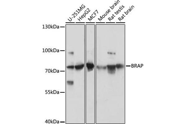 BRAP anticorps  (AA 1-200)