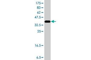 Western Blot detection against Immunogen (37 KDa) .