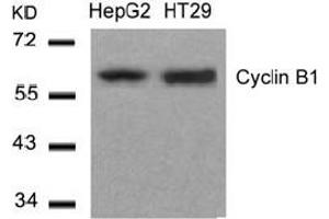 Image no. 3 for anti-Cyclin B1 (CCNB1) (Ser147) antibody (ABIN401649) (Cyclin B1 anticorps  (Ser147))