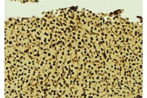 ABIN6277273 at 1/100 staining Mouse liver tissue by IHC-P. (GNB2L1 anticorps  (Internal Region))