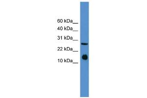 WB Suggested Anti-Il5 Antibody Titration: 0. (IL-5 anticorps  (Middle Region))