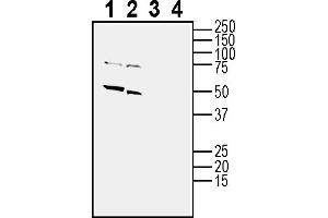 Western blot analysis of mouse brain membranes (lanes 1 and 3) and rat brain membranes (lanes 2 and 4): 1-2. (Cholinergic Receptor, Nicotinic, alpha 7 (Neuronal) (CHRNA7) Peptide)