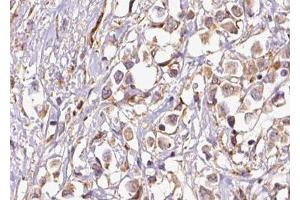 anti-Peroxisomal Biogenesis Factor 19 (PEX19) (Internal Region) antibody