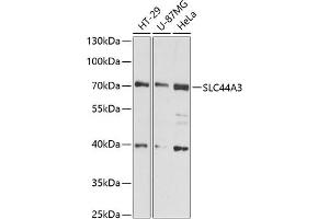 anti-Solute Carrier Family 44, Member 3 (SLC44A3) (AA 60-220) antibody