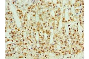 Immunohistochemistry of paraffin-embedded human adrenal gland tissue using ABIN7170729 at dilution of 1:100 (STMN4 anticorps  (AA 1-216))