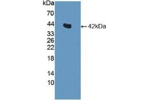 Western blot analysis of recombinant Human INS. (Insulin anticorps  (AA 25-110))