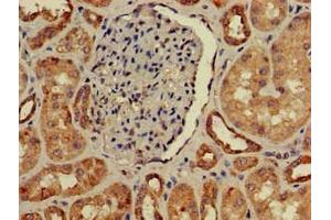Immunohistochemistry of paraffin-embedded human kidney tissue using ABIN7156860 at dilution of 1:100