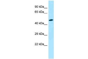 WB Suggested Anti-Opn3 Antibody Titration: 1. (OPN3 anticorps  (C-Term))