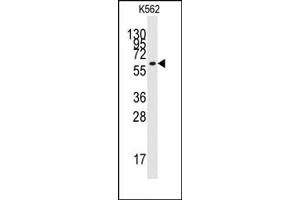 Image no. 1 for anti-Kruppel-Like Factor 4 (Gut) (KLF4) (N-Term) antibody (ABIN357864) (KLF4 anticorps  (N-Term))